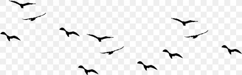 Bird Clip Art Vector Graphics Gulls, PNG, 955x299px, Bird, Animal Migration, Bird Flight, Bird Migration, Blackandwhite Download Free