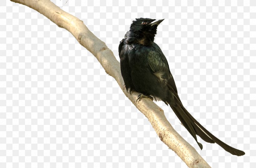 Crows Bird Download, PNG, 983x645px, Crows, Animal, Beak, Bird, Cuculiformes Download Free
