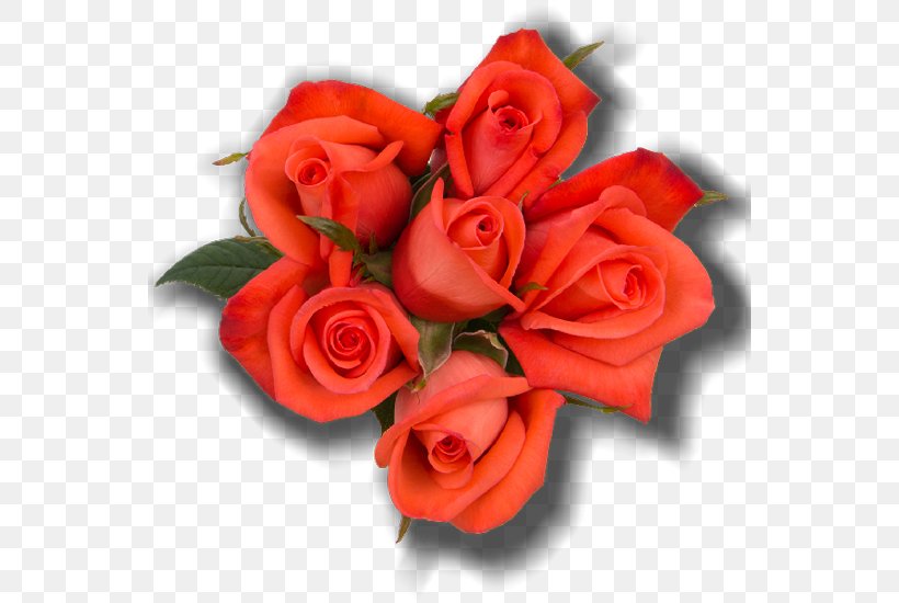 Garden Roses Cut Flowers Rosaceae, PNG, 550x550px, Rose, Artificial Flower, Cut Flowers, Floral Design, Floribunda Download Free