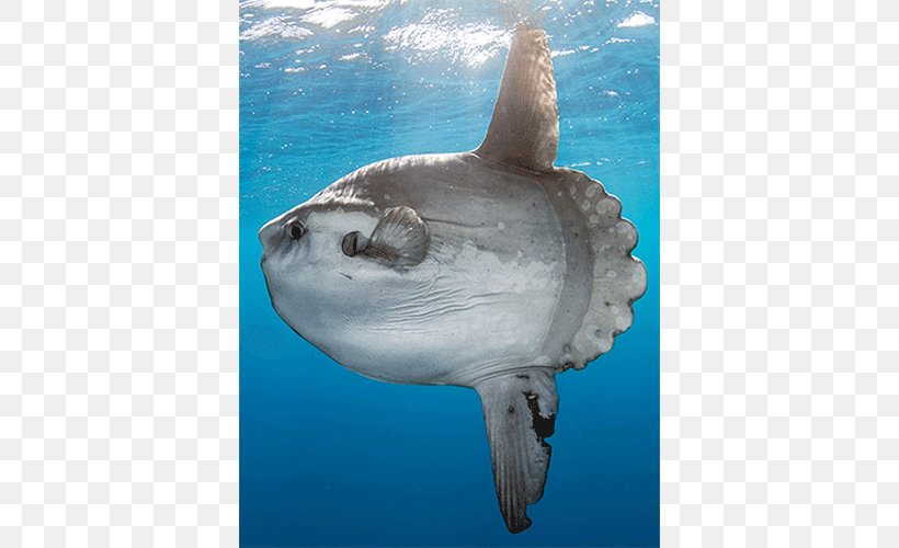 Shark Ocean Sunfish Bony Fishes Sea Lion, PNG, 500x500px, Shark, Animal, Blue Shark, Bony Fishes, Cartilaginous Fish Download Free