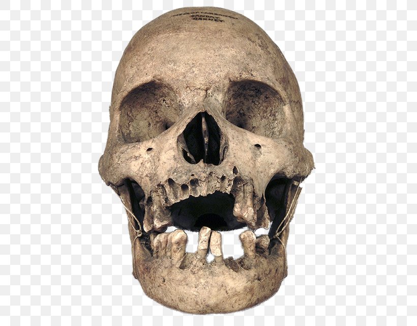 Skull Bone Human Skeleton Anatomy, PNG, 640x640px, Skull, Anatomy, Bone, Face, Homo Sapiens Download Free