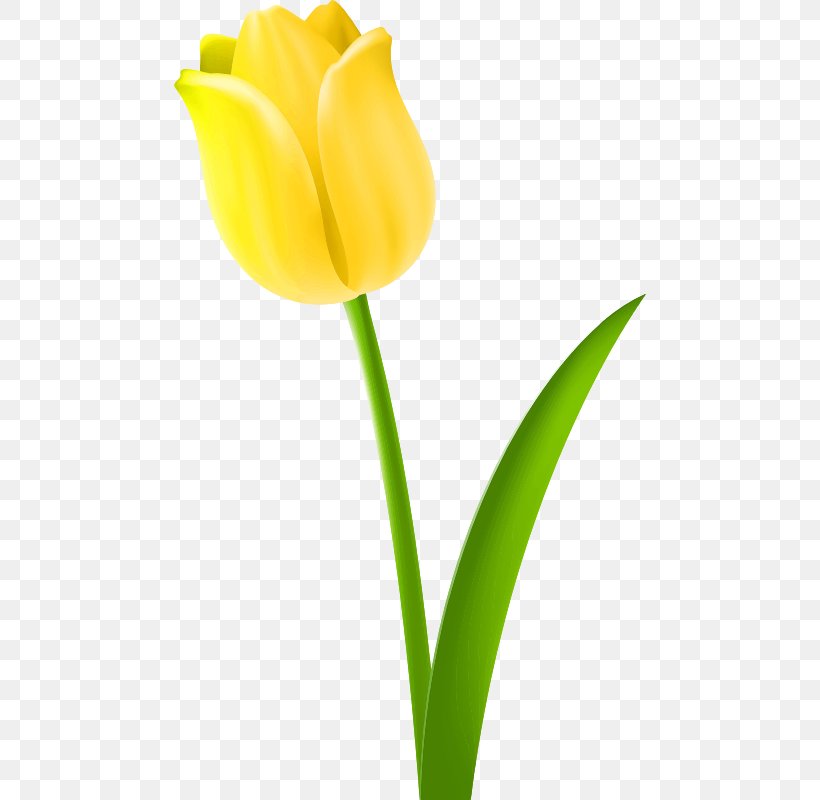 Yellow Clip Art, PNG, 472x800px, Yellow, Bud, Cut Flowers, Drawing, Flower Download Free