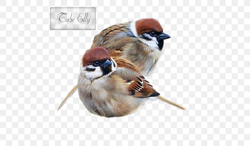 Bird House Sparrow Painting Drawing Art, PNG, 526x479px, Bird, Art, Artist, Beak, Digital Art Download Free