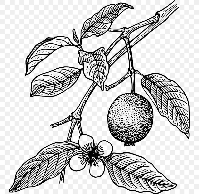 Juice Guava Tropical Fruit Tree Clip Art, PNG, 748x800px, Juice, Apple, Art, Artwork, Black And White Download Free