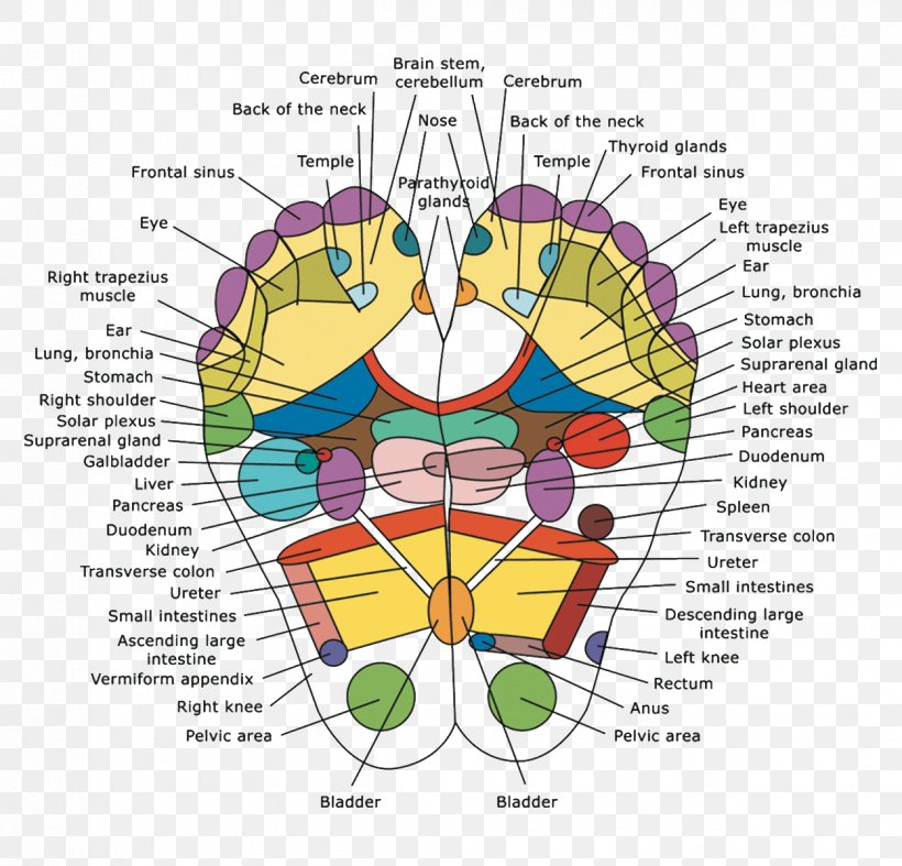 Reflexology Detoxification Foot Pads Human Body, PNG, 1250x1200px, Watercolor, Cartoon, Flower, Frame, Heart Download Free