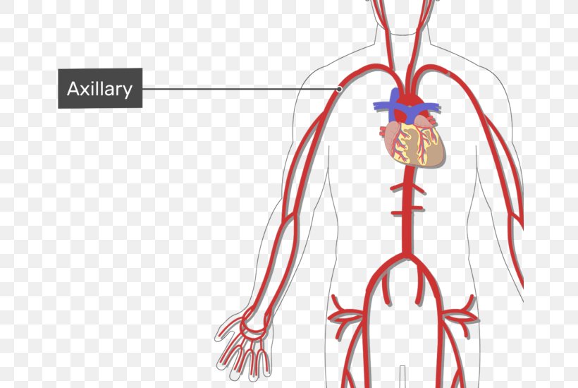 Subclavian Artery Vein Arm Human Body, PNG, 666x550px, Watercolor, Cartoon, Flower, Frame, Heart Download Free