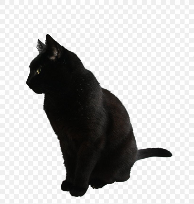 Black Cat Kitten, PNG, 2555x1893px, Cat, Black, Black And White, Black Cat, Bombay Download Free