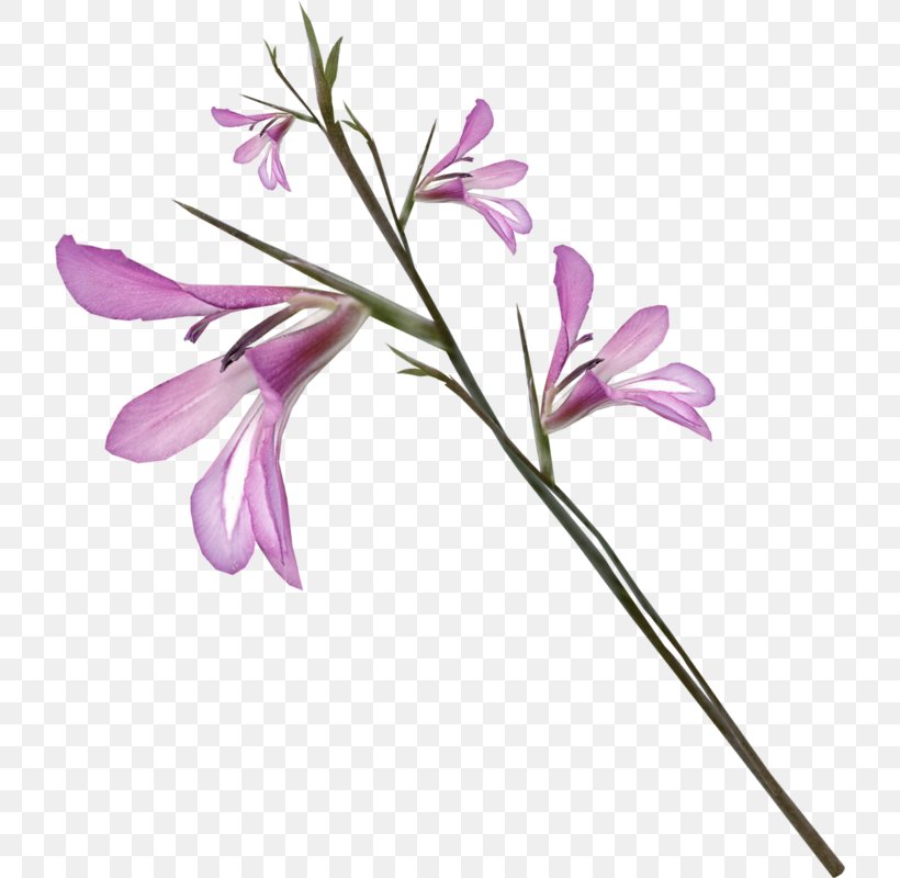 Flower Clip Art, PNG, 720x800px, Flower, Albom, Branch, Flora, Floral Design Download Free