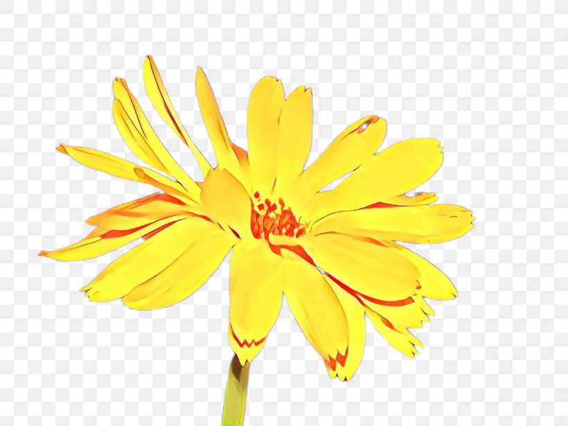 Flowers Background, PNG, 2307x1732px, Cartoon, Botany, Chrysanthemum, Chrysanths, Cut Flowers Download Free