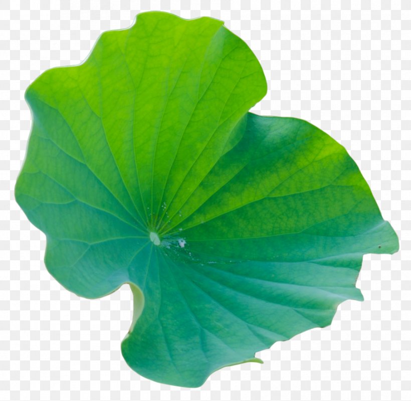Leaf Green Petal Annual Plant, PNG, 904x884px, Leaf, Annual Plant, Green, Petal, Plant Download Free