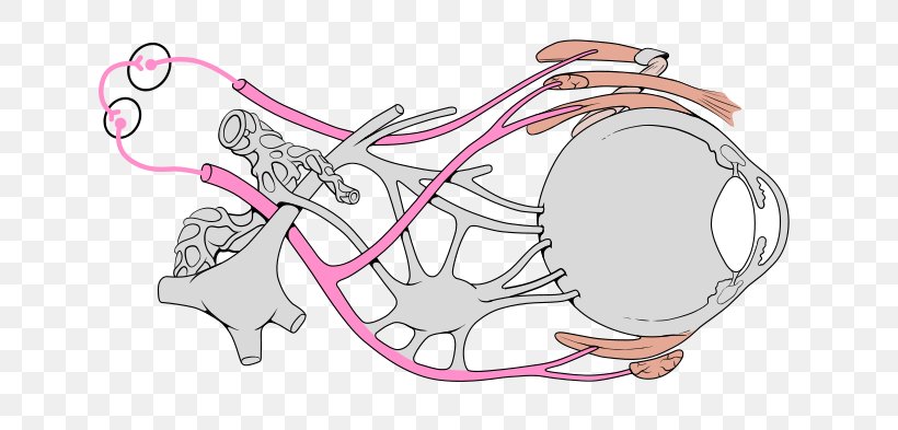 Oculomotor Nerve Cranial Nerves Cranial Cavity Abducens Nerve, PNG, 640x393px, Watercolor, Cartoon, Flower, Frame, Heart Download Free