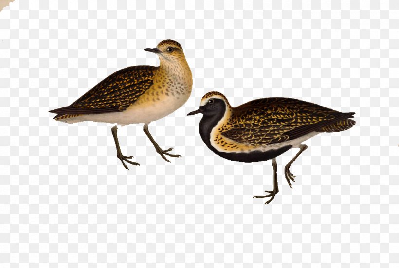 Turtledove, PNG, 1000x673px, Bird, Animal, Beak, Duck, Ducks Geese And Swans Download Free