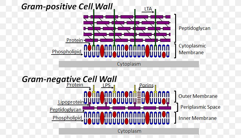 Bacterial Cell Structure Cell Wall Gram-positive Bacteria Gram-negative Bacteria, PNG, 696x471px, Bacterial Cell Structure, Bacteria, Brand, Cell, Cell Envelope Download Free