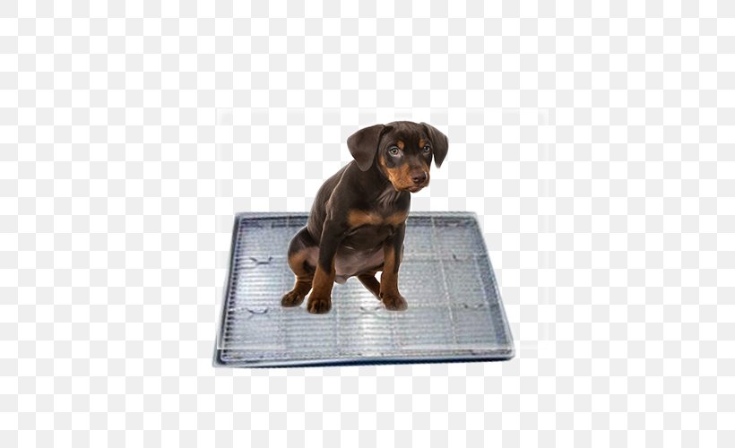 Dog Puppy Carpet Cleaning, PNG, 500x500px, Dog, Bed, Carnivoran, Carpet, Carpet Cleaning Download Free
