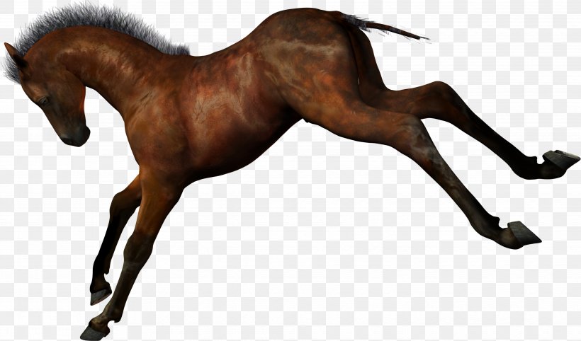 Ferghana Horse Stallion Foal Clip Art, PNG, 3919x2308px, Ferghana Horse, Animal, Animal Figure, Bit, Bridle Download Free