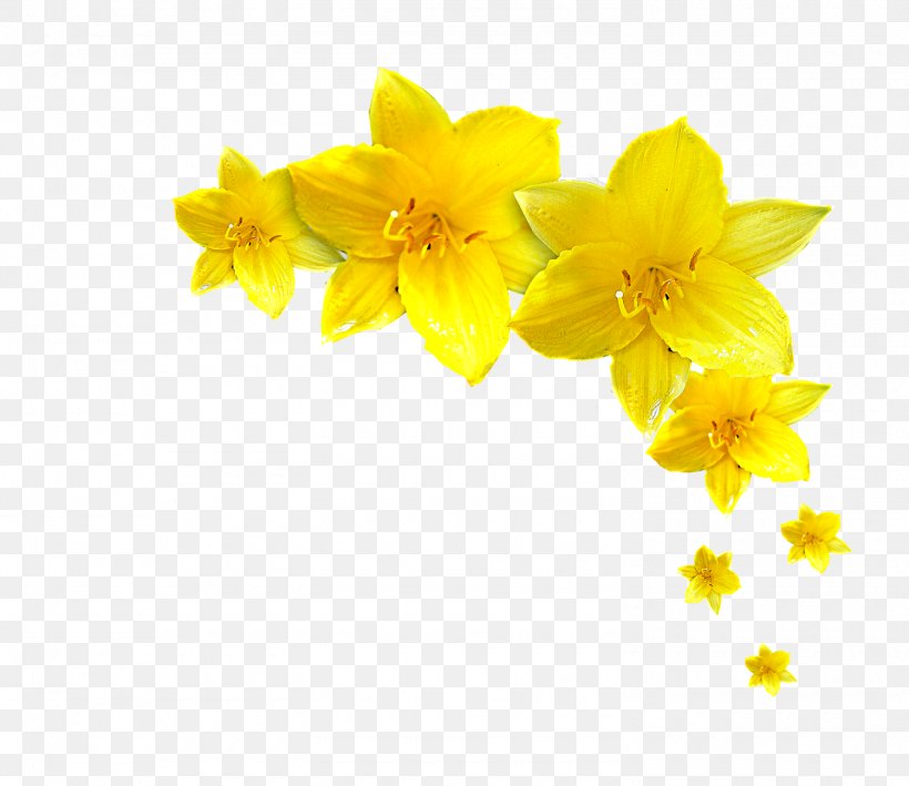 Narcissus Jonquilla Flower Television Show TV Kutno, PNG, 1500x1297px, Narcissus Jonquilla, Amaryllis Family, Child, Daffodil, Flower Download Free