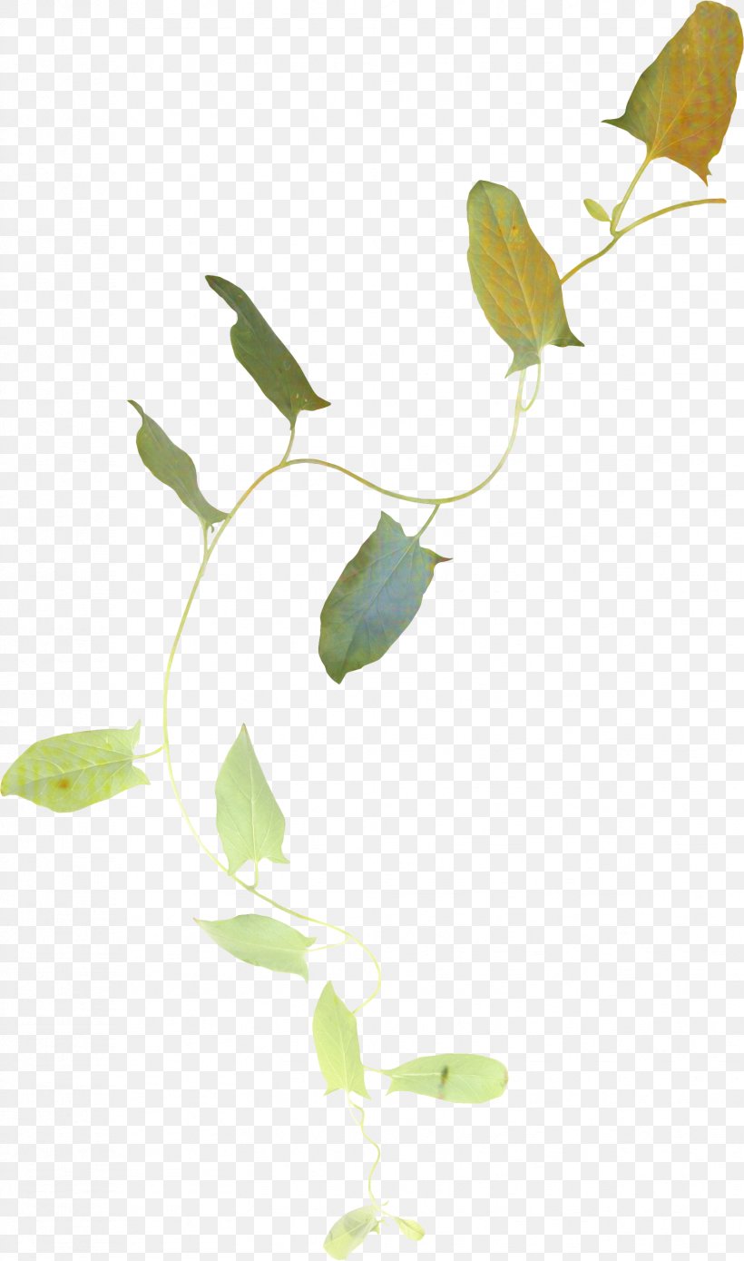 Tree Drawing, PNG, 1652x2800px, Leaf, Album, Branch, Drawing, Flower Download Free