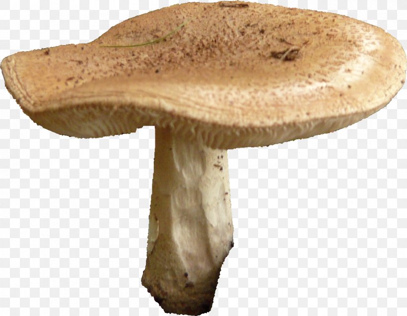 Edible Mushroom Pleurotus Eryngii Common Mushroom, PNG, 1207x939px, Mushroom, Agaricaceae, Agaricomycetes, Common Mushroom, Edible Mushroom Download Free