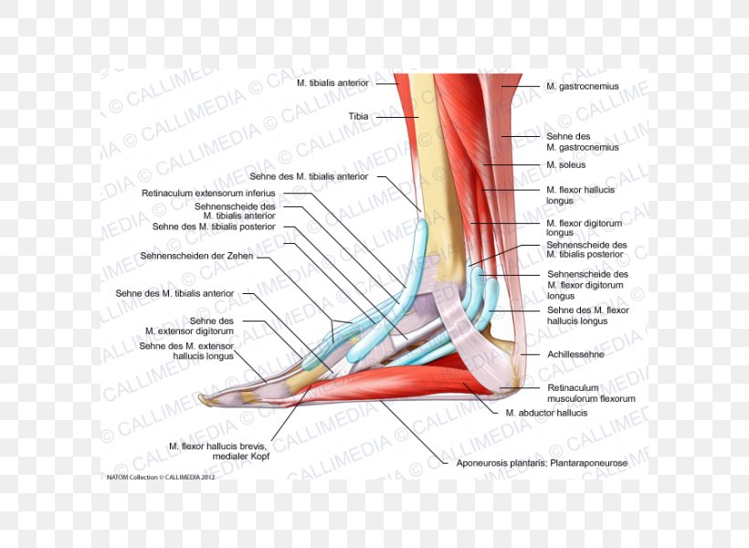 Elbow Foot Human Anatomy Muscle, PNG, 600x600px, Watercolor, Cartoon, Flower, Frame, Heart Download Free