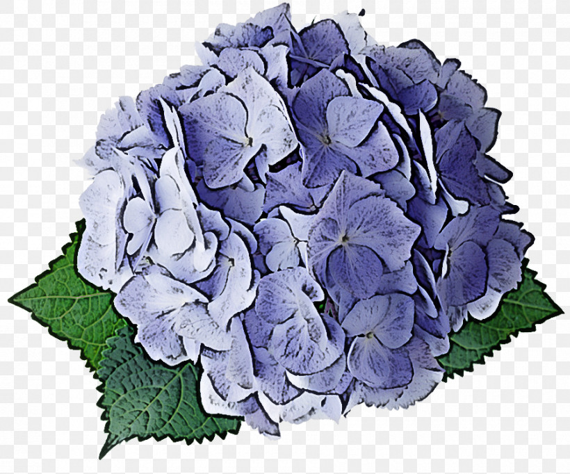Hydrangea Summer Flower, PNG, 900x749px, Hydrangea, Cabbage Rose, Cut Flowers, Floral Design, Flower Download Free