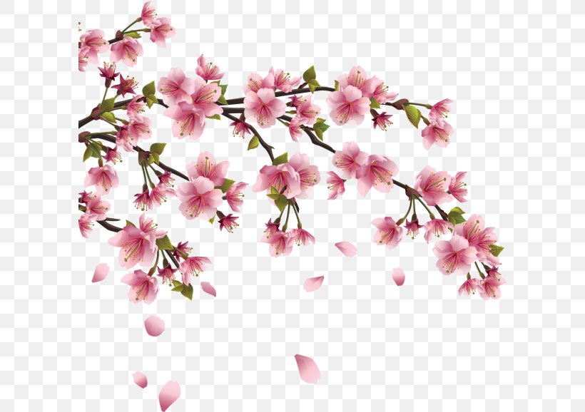 Cherry Blossom Vector Graphics Japan, PNG, 600x578px, Cherry Blossom, Azalea, Blossom, Branch, Cherry Download Free