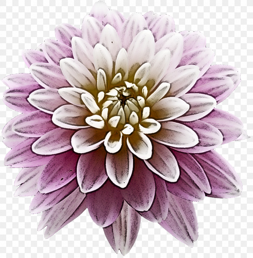 Lavender, PNG, 955x974px, Flower, Aster, Cut Flowers, Dahlia, Daisy Family Download Free