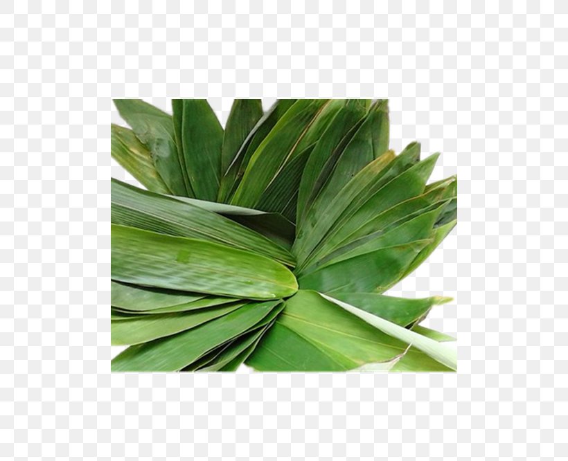 Leaf Zongzi Bamboo, PNG, 500x666px, Leaf, Agave, Bamboe, Bamboo, Chinese Painting Download Free