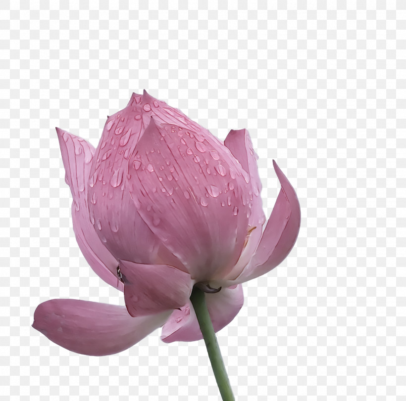 Lotus Flower Summer Flower, PNG, 1616x1600px, Lotus Flower, Bud, Cut Flowers, Floral Design, Flower Download Free