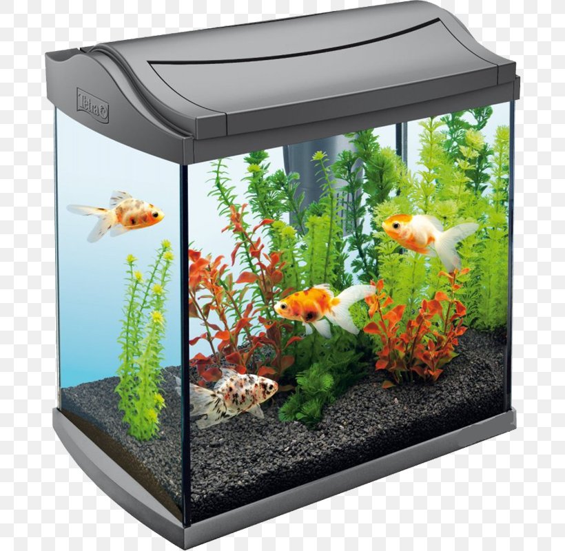 Aquarium Tetra Coldwater Fish Pet, PNG, 692x800px, Aquarium, Aquarium Lighting, Coldwater Fish, Filter, Fish Download Free