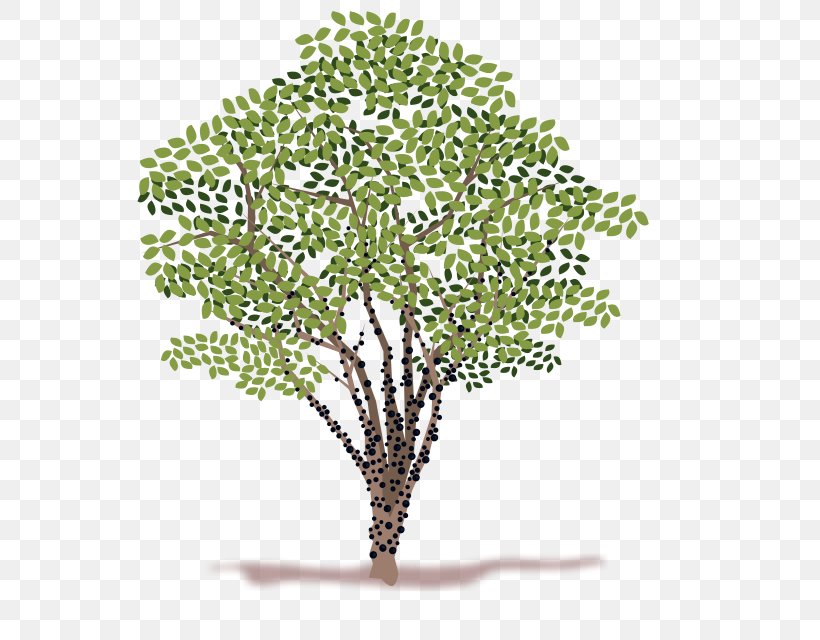 Clip Art Image Tree Vector Graphics, PNG, 556x640px, Tree, Branch, Drawing, Grass, Jabuticaba Download Free