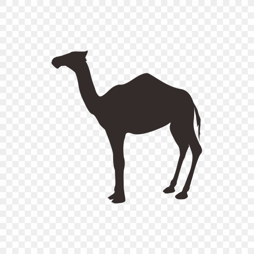 Dromedary Camel Milk Stock Photography Desert Illustration, PNG, 828x828px, Dromedary, Bactrian Camel, Black And White, Camel, Camel Like Mammal Download Free