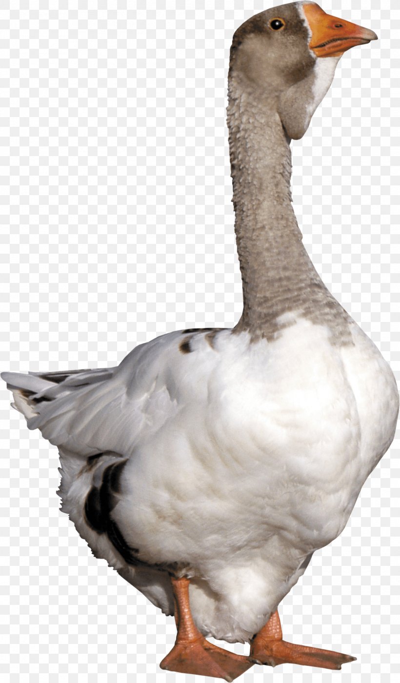 Goose Duck, PNG, 1499x2560px, Goose, Beak, Bird, Duck, Ducks Geese And Swans Download Free