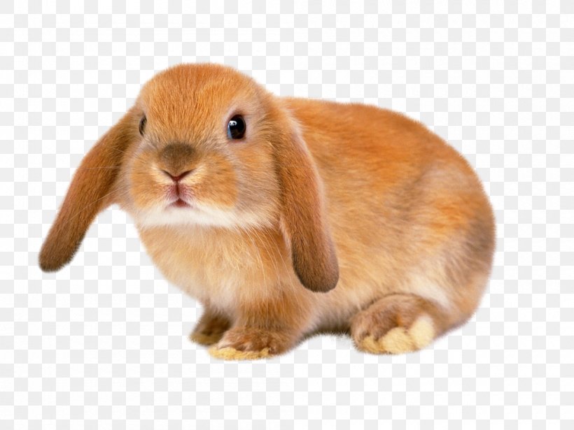 Holland Lop Lionhead Rabbit Leporids Domestic Rabbit Flemish Giant Rabbit, PNG, 1000x750px, Holland Lop, Animal, Child, Cuteness, Domestic Rabbit Download Free