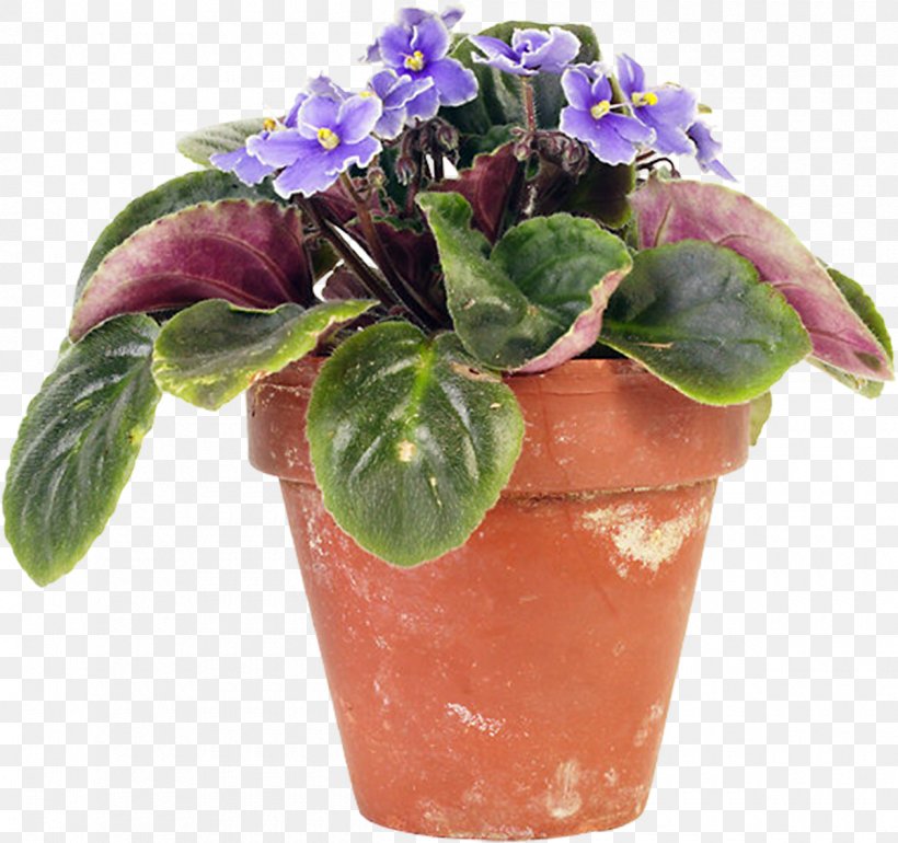 Leaf Flowerpot African Violets Petiole, PNG, 1200x1128px, Leaf, African Violets, Container Garden, Cut Flowers, Cutting Download Free