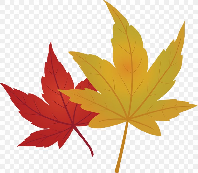 Maple Leaves Autumn Leaves Fall Leaves, PNG, 1028x900px, Maple Leaves, Autumn Leaves, Black Maple, Fall Leaves, Leaf Download Free