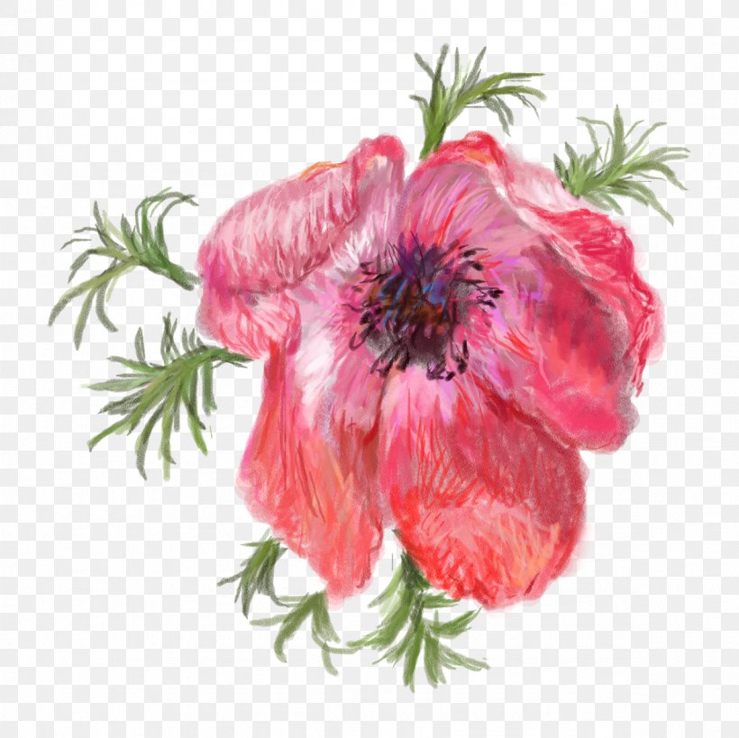 Opium Poppy Flower Red, PNG, 1181x1181px, Poppy, Anemone, Annual Plant, Common Poppy, Cut Flowers Download Free