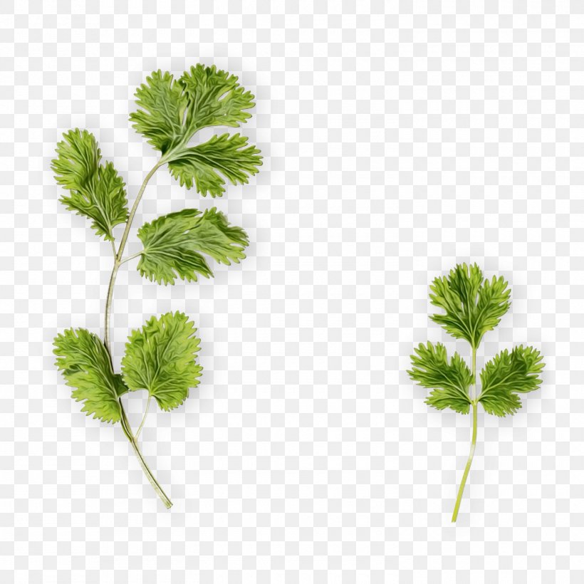 Vegetable Cartoon, PNG, 1500x1500px, Parsley, Chervil, Chinese Celery, Coriander, Culantro Download Free