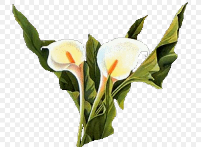 Cut Flowers PaintShop Pro, PNG, 745x600px, Flower, Alismatales, Arum, Arum Family, Bud Download Free