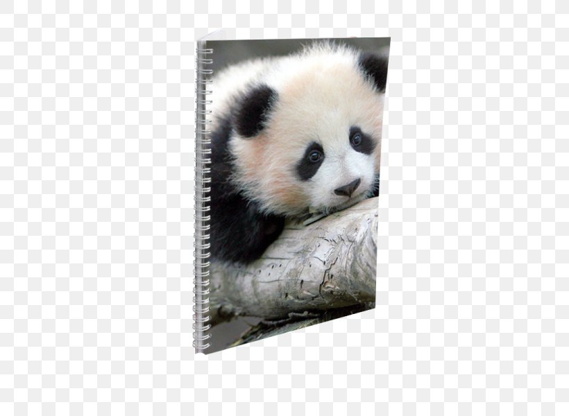 Giant Panda Bear Red Panda Baby Pandas Animal, PNG, 600x600px, Giant Panda, Animal, Baby Pandas, Bear, Birth Download Free