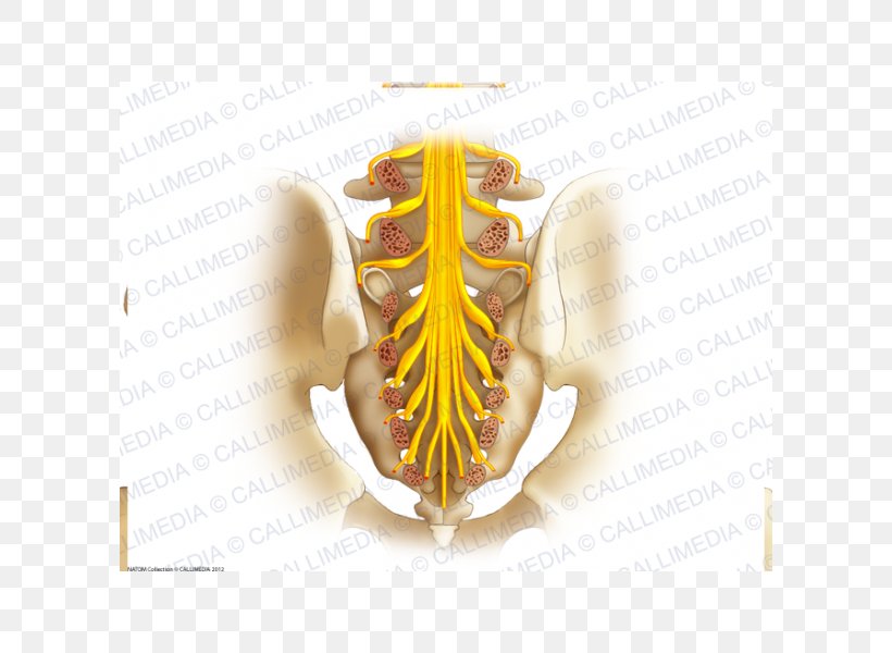 Sacrum Sacral Nerves Coccyx Sacral Plexus, PNG, 600x600px, Sacrum, Anatomy, Coccyx, Filum Terminale, Frontal Nerve Download Free