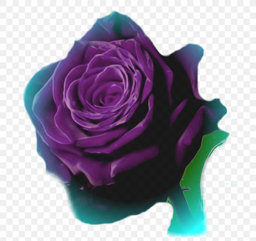 Garden Roses Animation Photography Cabbage Rose, PNG, 712x772px, Garden Roses, Animation, Cabbage Rose, Cut Flowers, Flower Download Free