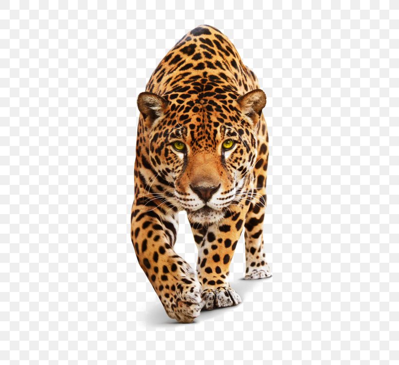 Jaguar Black Panther Felidae Lion Tiger, PNG, 658x750px, Jaguar, Animal, Big Cats, Black Panther, Carnivoran Download Free
