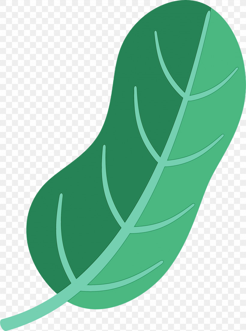 Leaf Green Shoe Plants Plant Structure, PNG, 2226x2999px, Leaf, Biology, Green, Paint, Plant Structure Download Free
