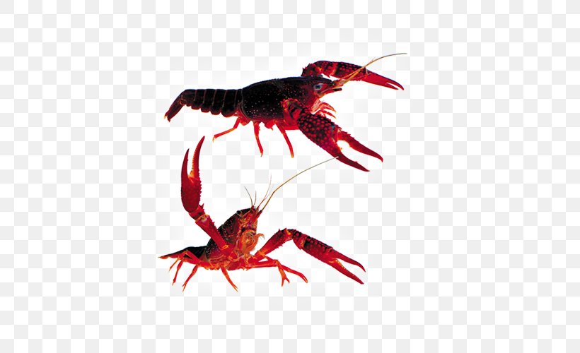 Lobster Seafood Palinurus Elephas Caridea, PNG, 500x500px, Lobster, American Lobster, Aquaculture, Beak, Bird Download Free