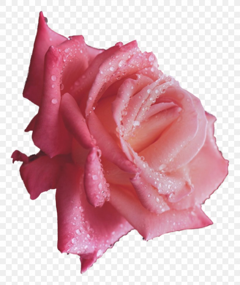 Rose Dew Drop Flower Wallpaper, PNG, 2332x2764px, Rose, Close Up, Color, Cut Flowers, Dew Download Free