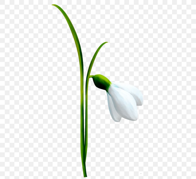 Snowdrop Flower Clip Art, PNG, 420x752px, Snowdrop, Arum, Birth Flower, Bitmap, Bud Download Free