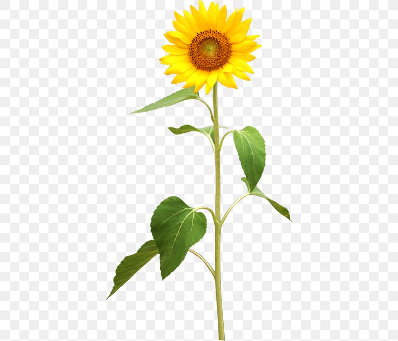 Common Sunflower Plant Stem Stock Photography, PNG, 385x703px, Common Sunflower, Asterales, Banco De Imagens, Daisy Family, Flower Download Free