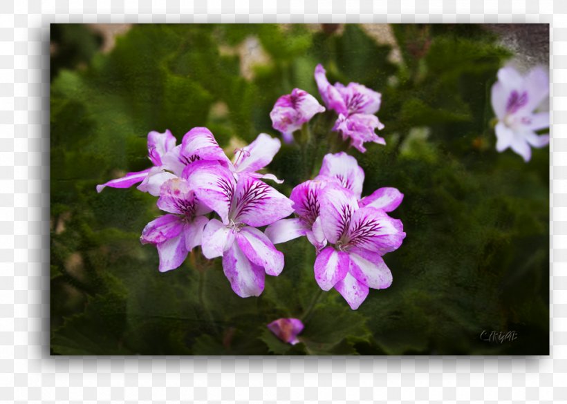 Crane's-bill Violet Annual Plant Vervain Herbaceous Plant, PNG, 1000x714px, Violet, Annual Plant, Flora, Flower, Flowering Plant Download Free