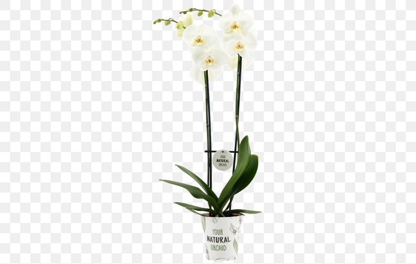Moth Orchids Cattleya Orchids Dendrobium Cut Flowers Flowerpot, PNG, 581x521px, Moth Orchids, Artificial Flower, Cattleya, Cattleya Orchids, Cut Flowers Download Free
