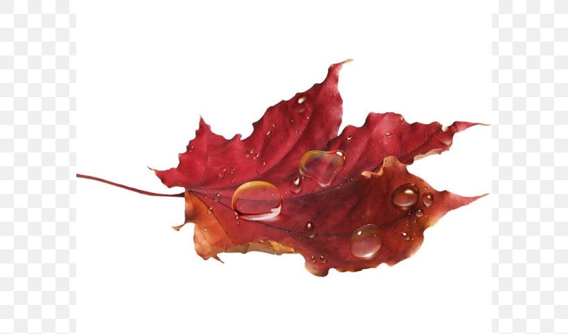 Autumn Clip Art Leaf Image, PNG, 600x482px, Autumn, Branch, Green, Leaf, Maple Leaf Download Free
